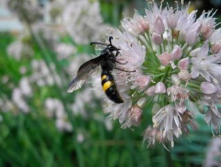 Jak zapewnić owadom odpowiednie warunki do życia w ogrodzie przez cały rok?