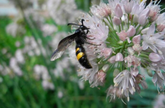 Jak zapewnić owadom odpowiednie warunki do życia w ogrodzie przez cały rok?