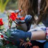 Jak dbać o róże w ogrodzie: porady na od wiosny do zimy