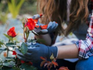 Jak dbać o róże w ogrodzie: porady na od wiosny do zimy