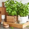 Smakowy ogródek w twojej kuchni -  Zioła doniczkowe do uprawy i gotowania