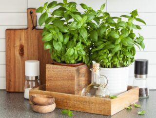 Smakowy ogródek w twojej kuchni -  Zioła doniczkowe do uprawy i gotowania