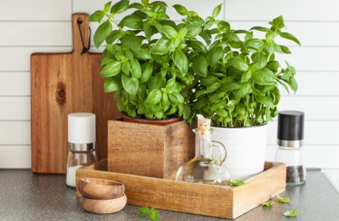 Smakowy ogródek w twojej kuchni –  Zioła doniczkowe do uprawy i gotowania