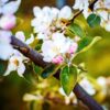 Wiśnia piłkowana: drzewo kwitnące wiosną - jak uprawiać wiśnie piłkowaną w ogrodzie 'Royal Burgundy'.