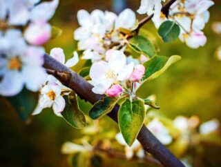 Wiśnia piłkowana: drzewo kwitnące wiosną – jak uprawiać wiśnie piłkowaną w ogrodzie 'Royal Burgundy’.