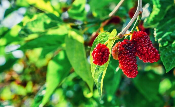 Malinotruskawka: malina pożądana – ciekawa roślina owocowa, jak uprawiać malinotruskawkę w ogrodzie.