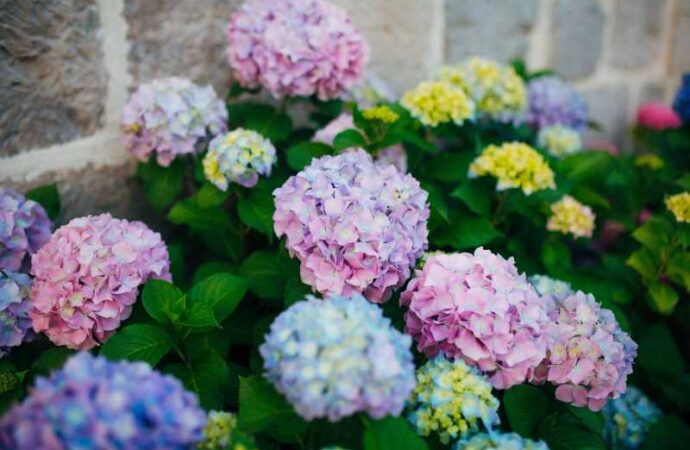 Hortensje w ogrodzie i na tarasie- piękne zdjęcia kwitnących hortensji ogrodowych
