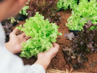 Rozsada sałaty – jak ją przygotować? Na czym polega uprawa sałaty z rozsady? Kiedy do gruntu?