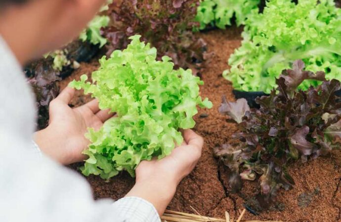 Rozsada sałaty – jak ją przygotować? Na czym polega uprawa sałaty z rozsady? Kiedy do gruntu?