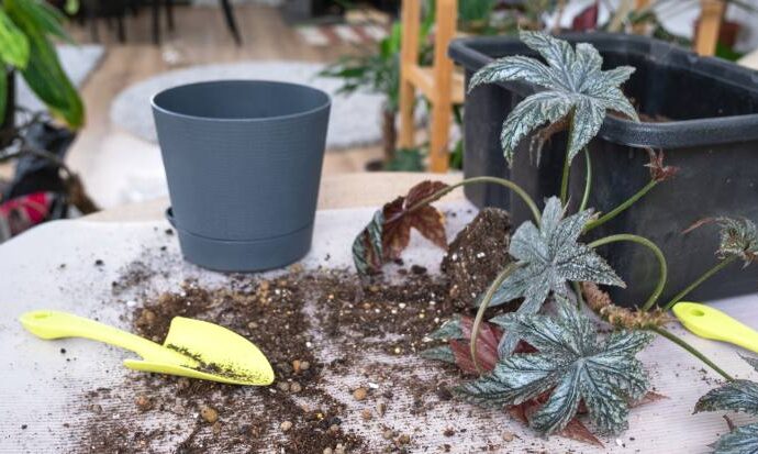 Zabezpieczanie roślin ogrodowych przed mrozem – metody i materiały do przykrywania na zimę
