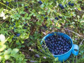Hodowanie krzewów owocowych – jak uprawiać porzeczki, agrest, maliny, borówki i jeżyny w przydomowym ogrodzie