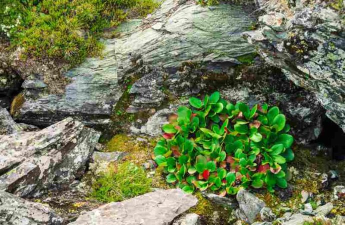 Małe krzewy liściaste – idealne do skalniaków i kompaktowych ogrodów