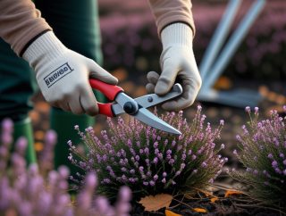 Najlepszy moment na przycinanie wrzosów – wczesna czy późna jesień